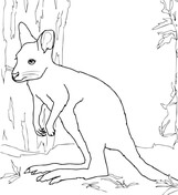 Wallaby coloring pages free coloring pages