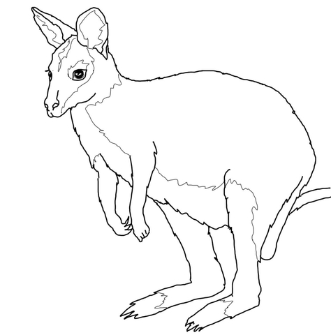 Wallaby coloring pages free coloring pages