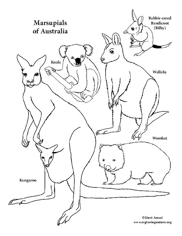 Animals of australia
