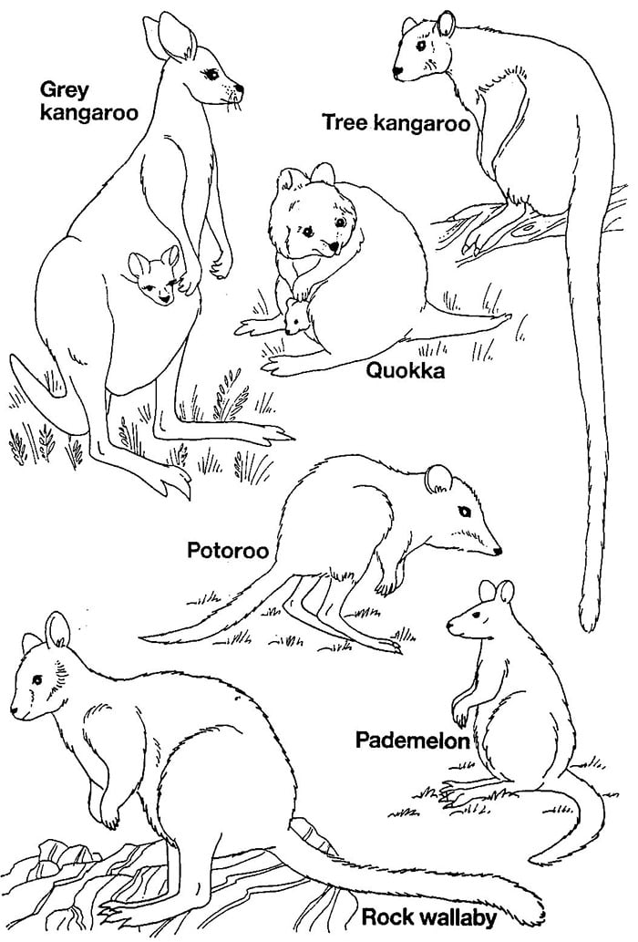 Australian animal