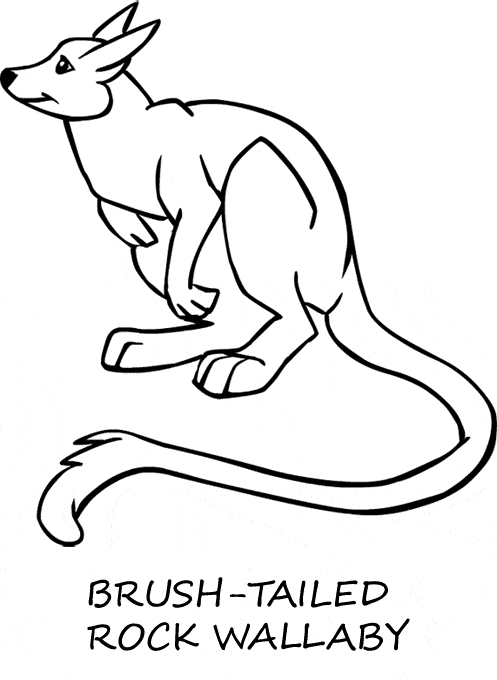 Wallaby coloring page