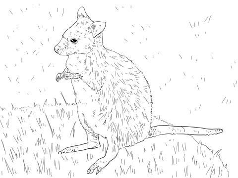 Parma wallaby coloring page free printable coloring pages