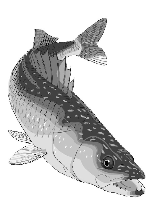 Coloring page fish