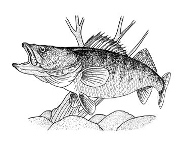 Binks pro series spoons fish drawings fish art fish stencil