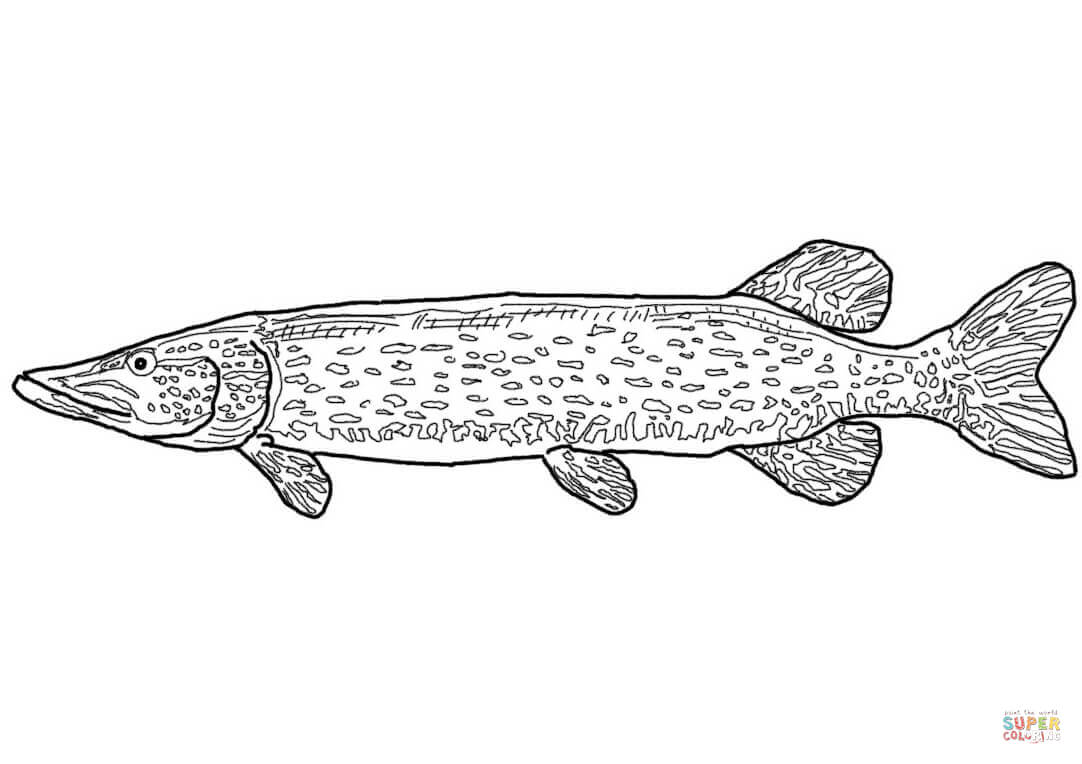 Northern pike coloring page free printable coloring pages