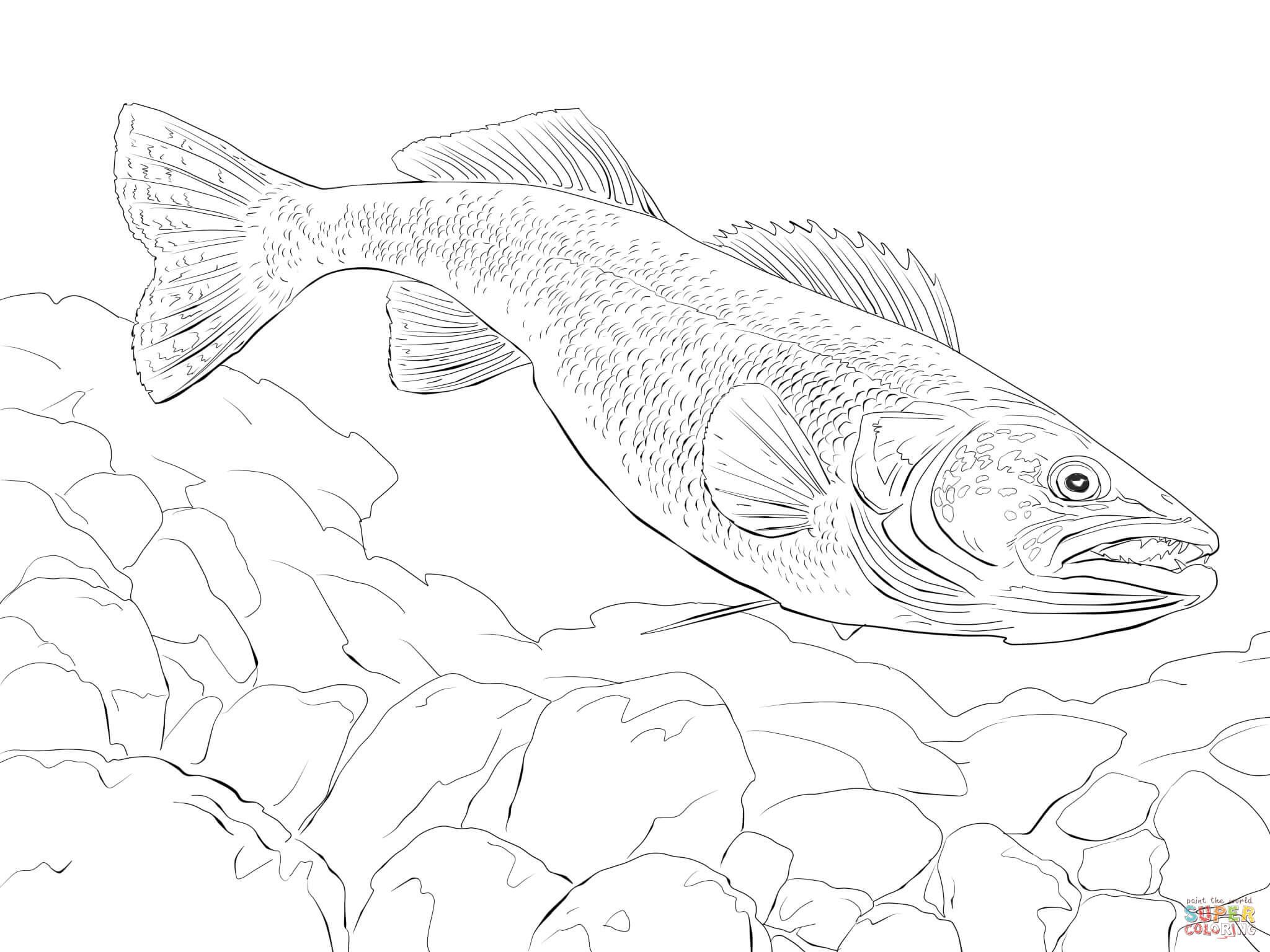 Walleye fish coloring page sketch coloring page fish coloring page coloring pages fish art