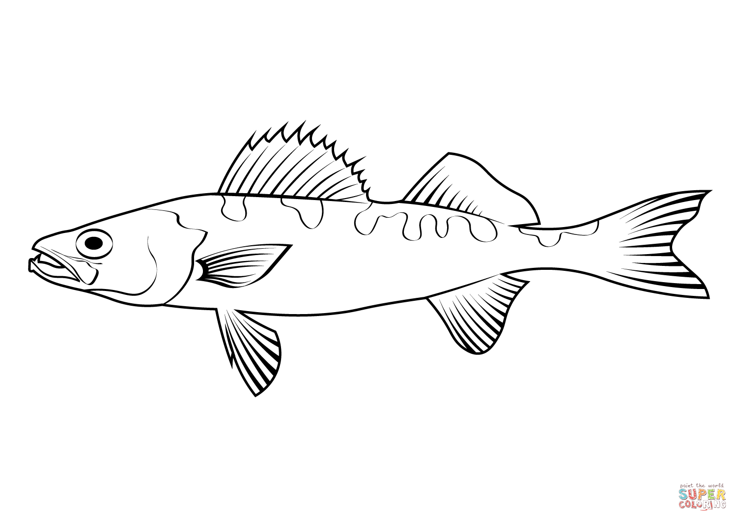 Sauger sander canadensis coloring page free printable coloring pages