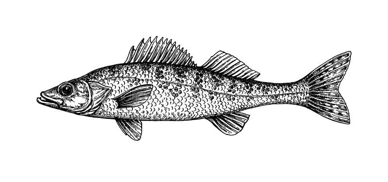 Walleye stock illustrations â walleye stock illustrations vectors clipart