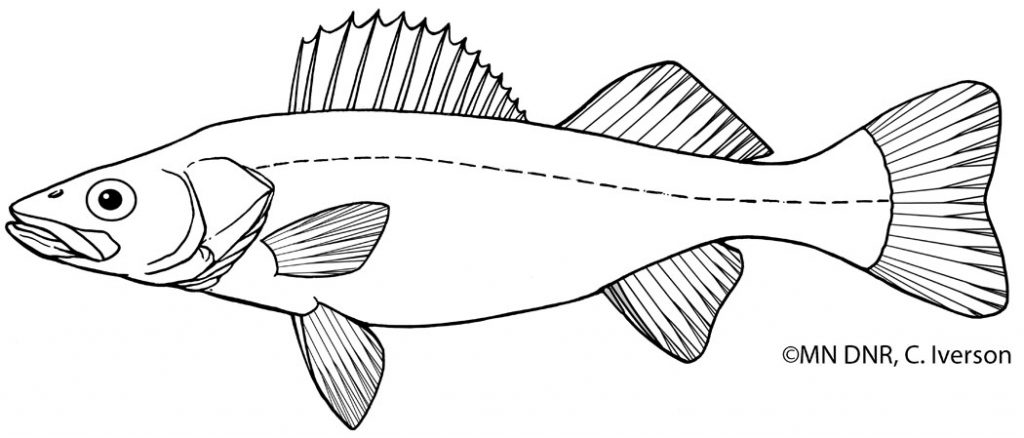 Coloring pages great lakes aquarium