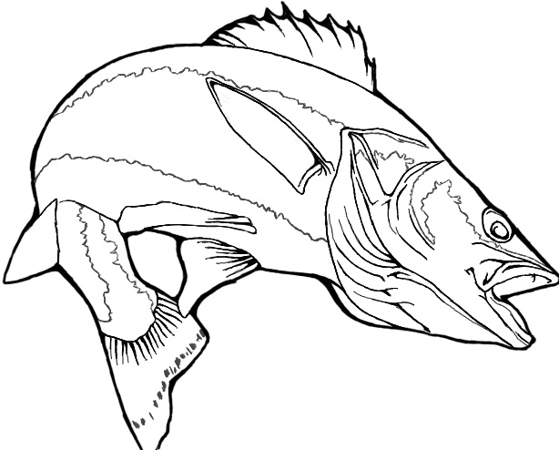 Walleye by schapiro on