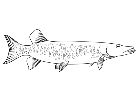 Pike coloring pages free coloring pages