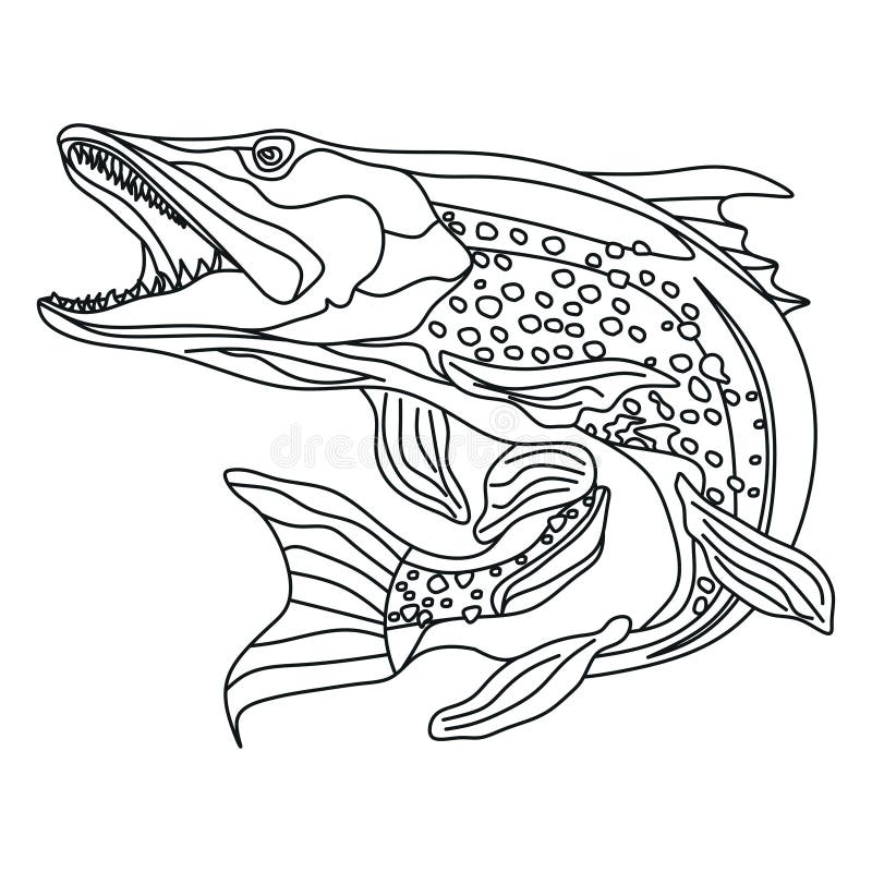 Walleye stock illustrations â walleye stock illustrations vectors clipart