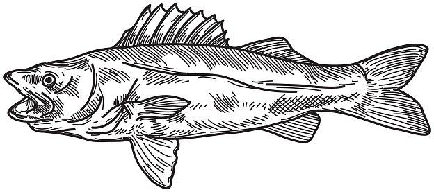 Walleye stock illustration
