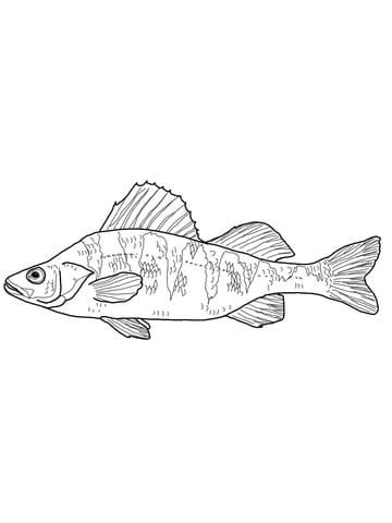 Maryland yellow perch coloring page fish coloring page coloring pages free coloring pages