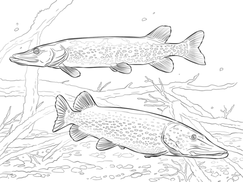 Two northern pikes coloring page free printable coloring pages
