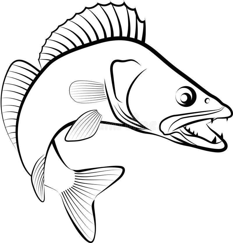 Walleye outline stock illustrations â walleye outline stock illustrations vectors clipart