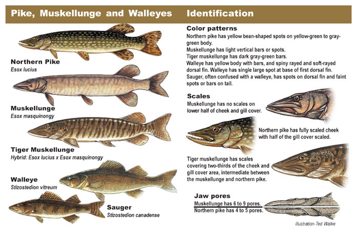 Walleye