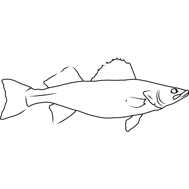 Premium vector walleye pike hand sketched hand drawn vector clipart