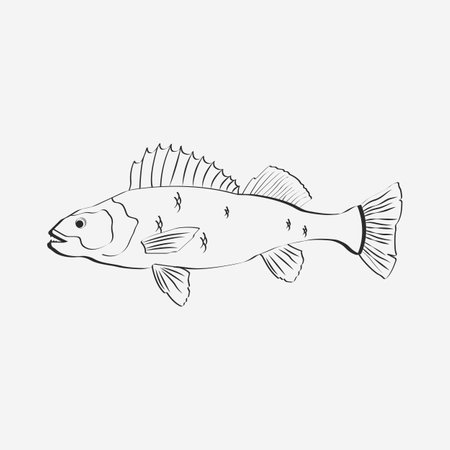 Walleye stock vector illustration and royalty free walleye clipart