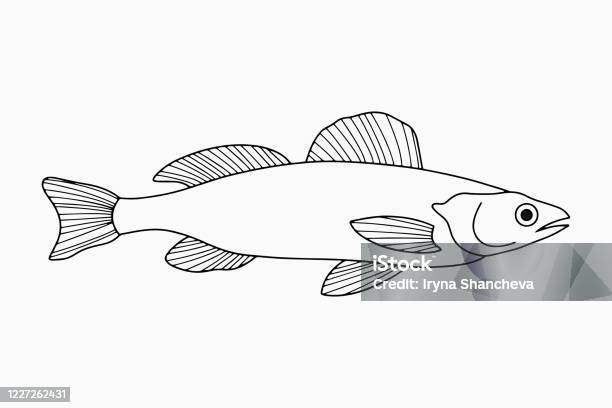 Outline underwater animal isolated on white sketch hand drawing art line fish for coloring page book outline sea life vector stock illustration eps stock illustration