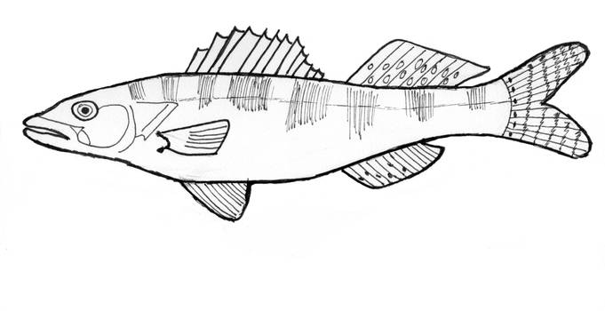 Explore the best walleye art