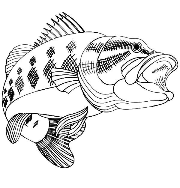 Bass fishing coloring pages fish coloring page coloring pages to print coloring pages