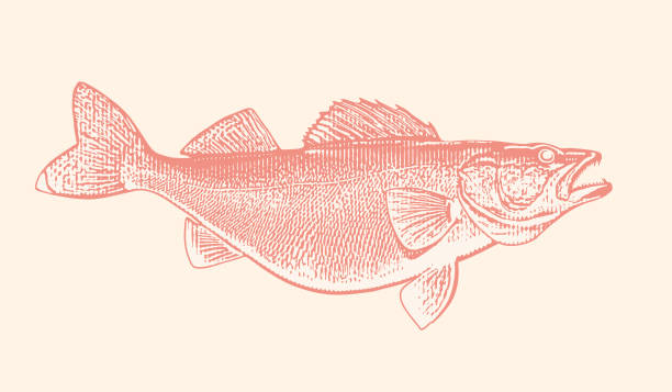 Large walleye fish stock illustration