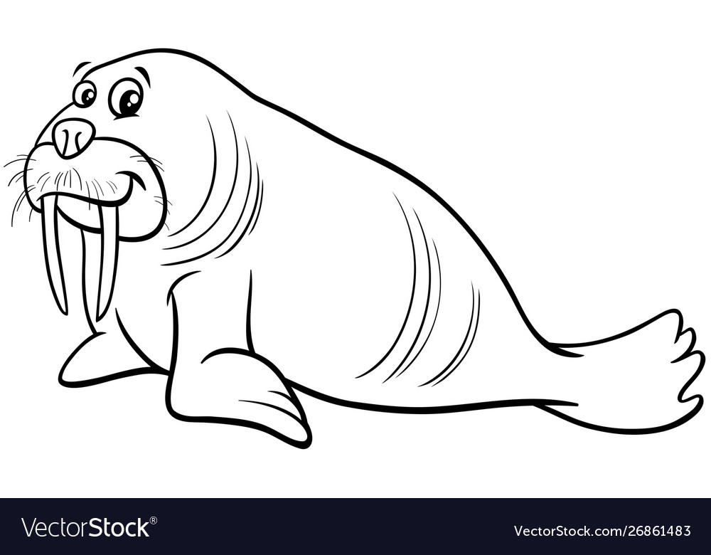 Walrus animal character cartoon coloring page vector image
