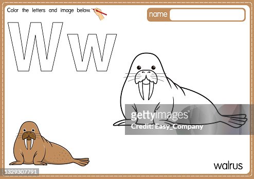 Vector illustration of kids alphabet coloring book page with outlined clip art to color letter w for walrus high