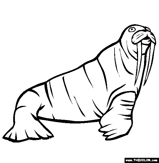 Walrus coloring page free walrus online coloring