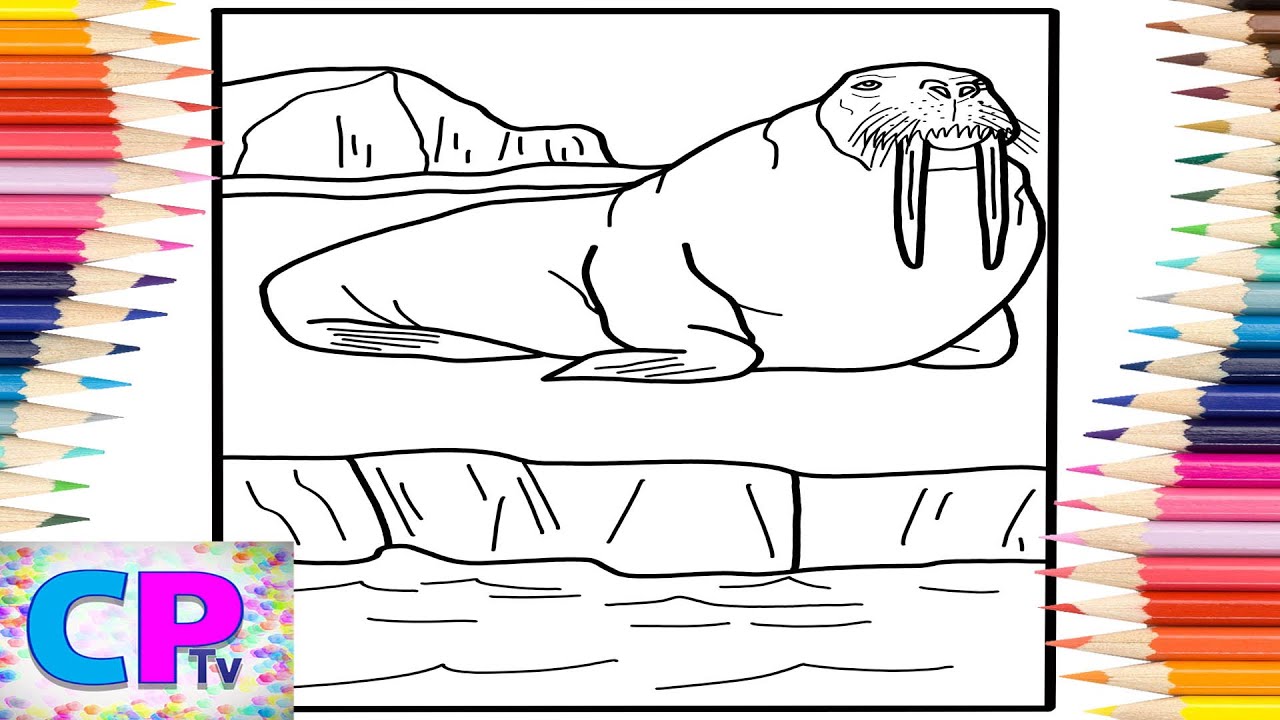 Walrus coloring pageswild animals coloringelektronomia
