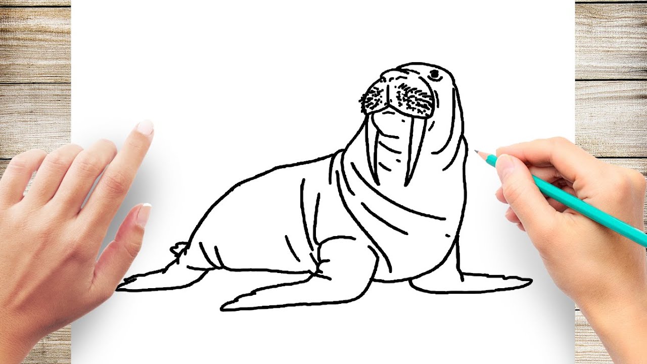 How to draw realistic walrus
