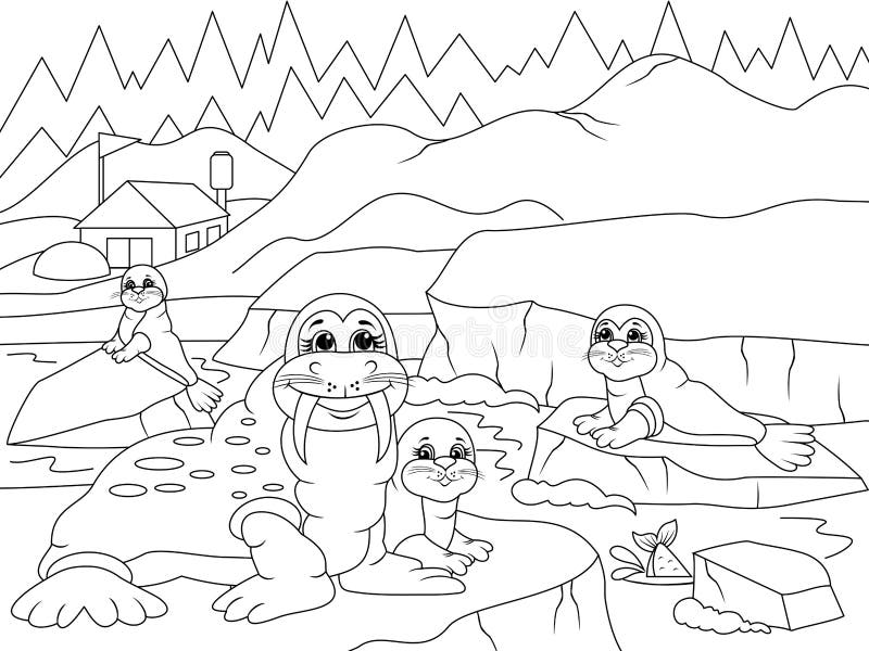 Walrus coloring stock illustrations â walrus coloring stock illustrations vectors clipart