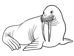 Skinny walrus logo redesign gillian g illustration
