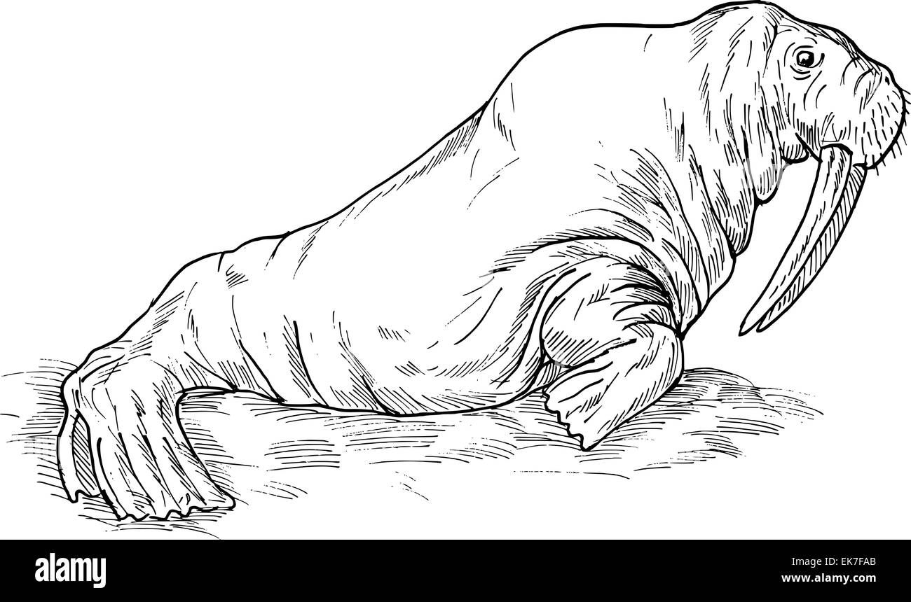Walrus illustration hi