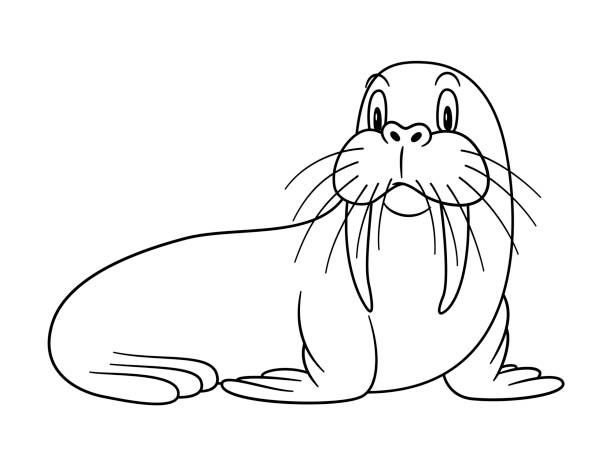 Cartoon animal walrus illustration for pre school education kindergarten and kids and children coloring page and books zoo topic with smiling happy face friendly arctic and polar mammal stock illustration