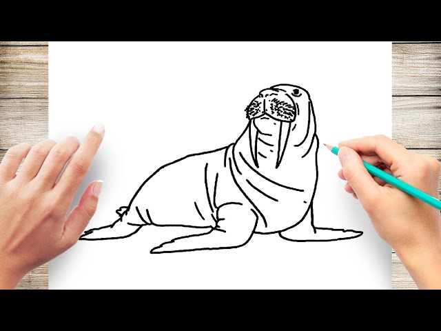 How to draw realistic walrus