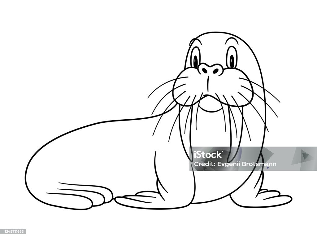 Cartoon animal walrus illustration for pre school education kindergarten and kids and children coloring page and books zoo topic with smiling happy face friendly arctic and polar mammal stock illustration