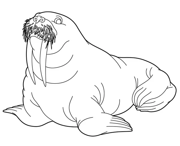 Walrus illustration stock illustration by agaes