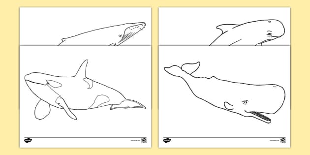 Whales coloring sheets teacher