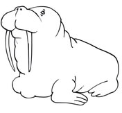 Walrus coloring pages free coloring pages