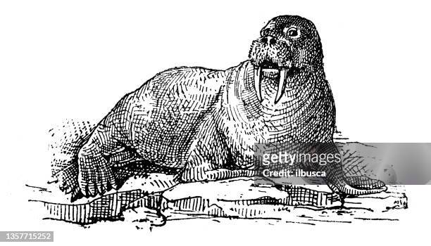 Walrus drawing stock photos high
