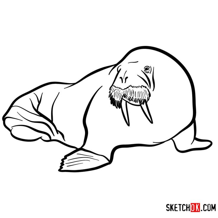 How to draw a walrus sea animals sea animals walrus drawings