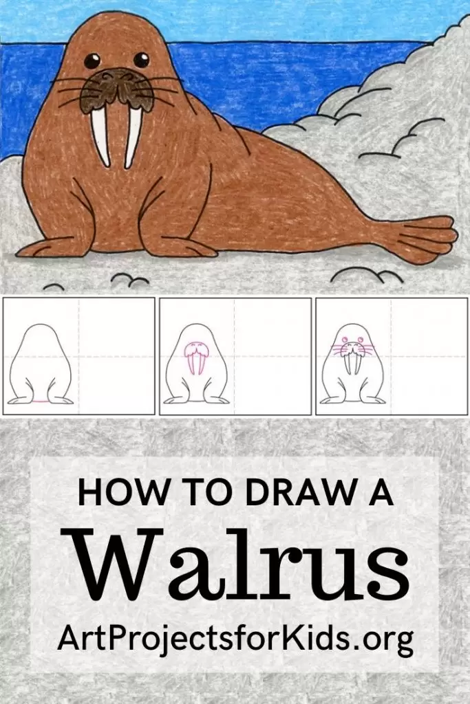 Easy how to draw a walrus tutorial and walrus coloring page