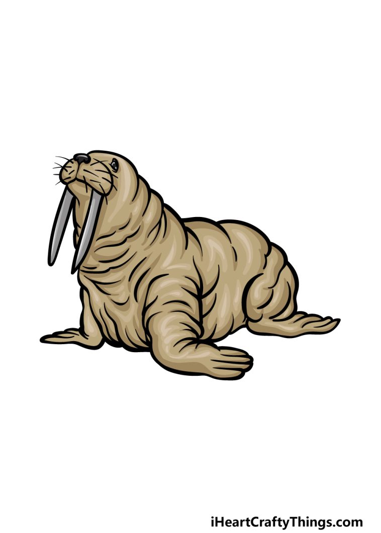 Walrus drawing