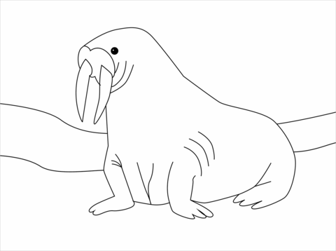 Walrus coloring page free printable coloring pages