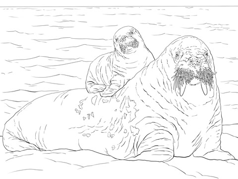Baby walrus on moms back coloring page free printable coloring pages