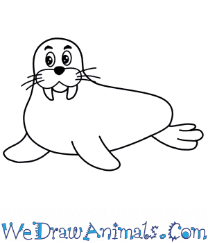 How to draw a cartoon walrus