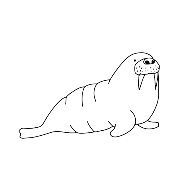 Premium vector outline vector illustration northern walrus isolated on white north pole animal for coloring book