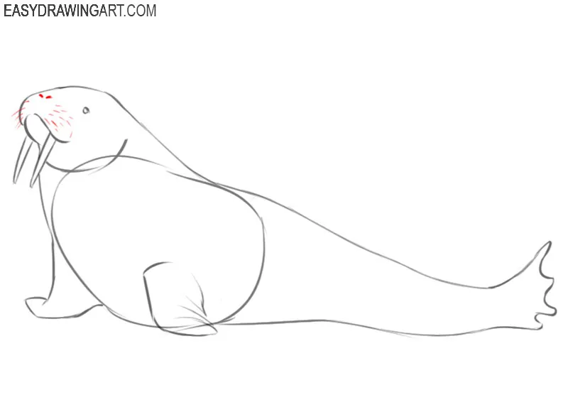 How to draw a walrus